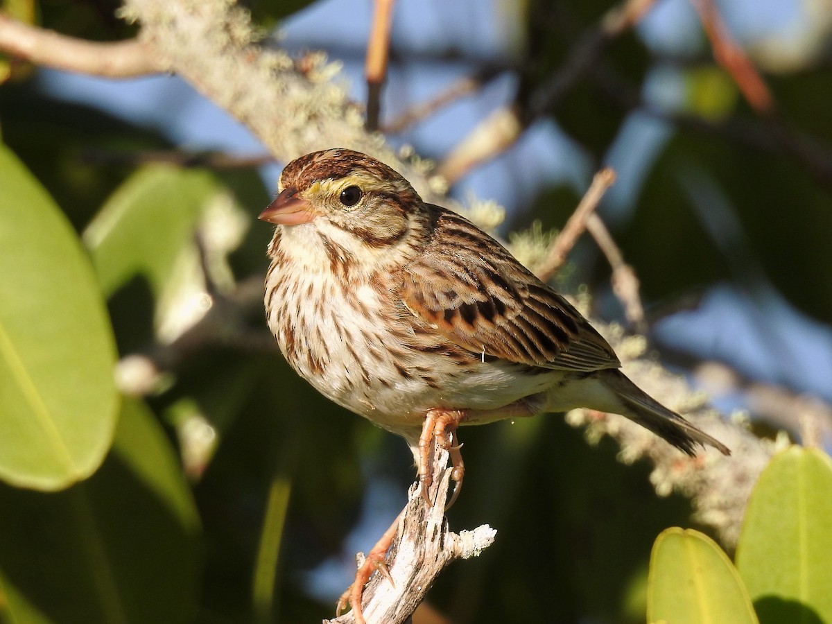 Savannah Sparrow - ML154148151