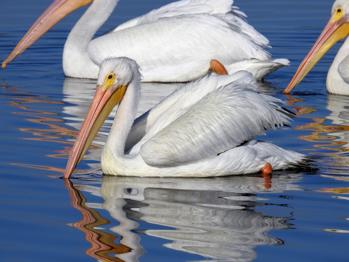 pelikán severoamerický - ML154148331