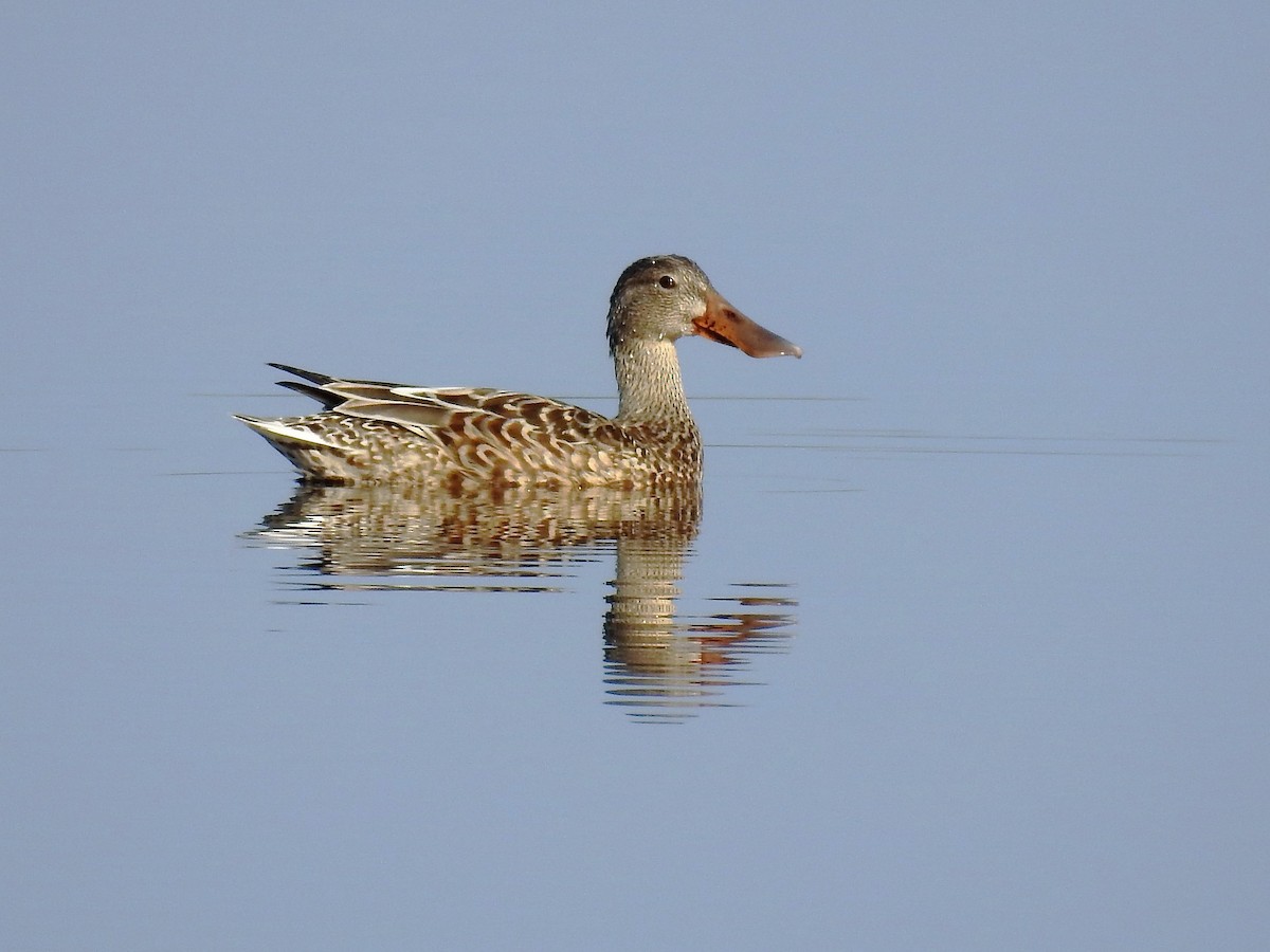 Northern Shoveler - ML154148471