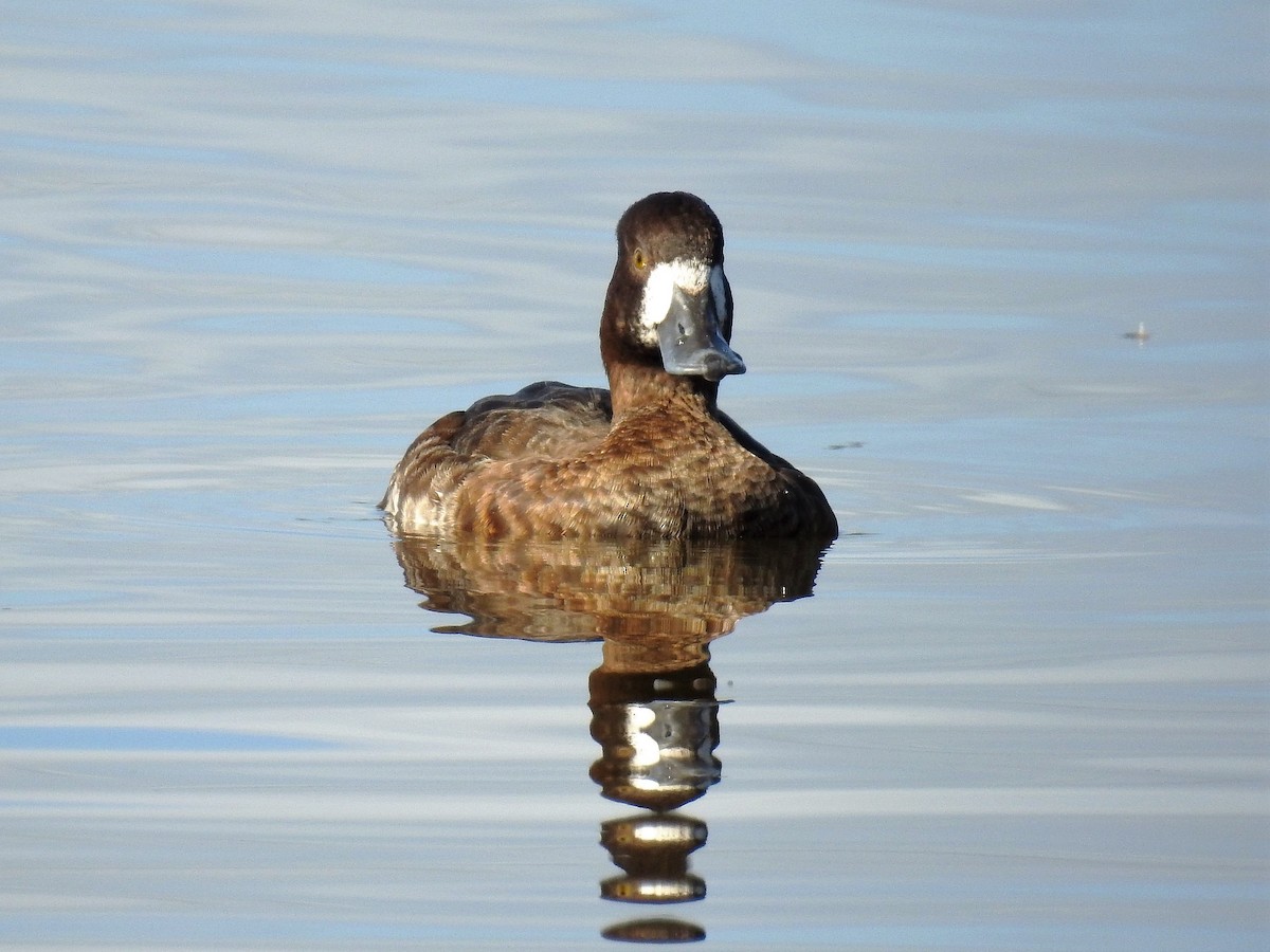 Lesser Scaup - ML154149061