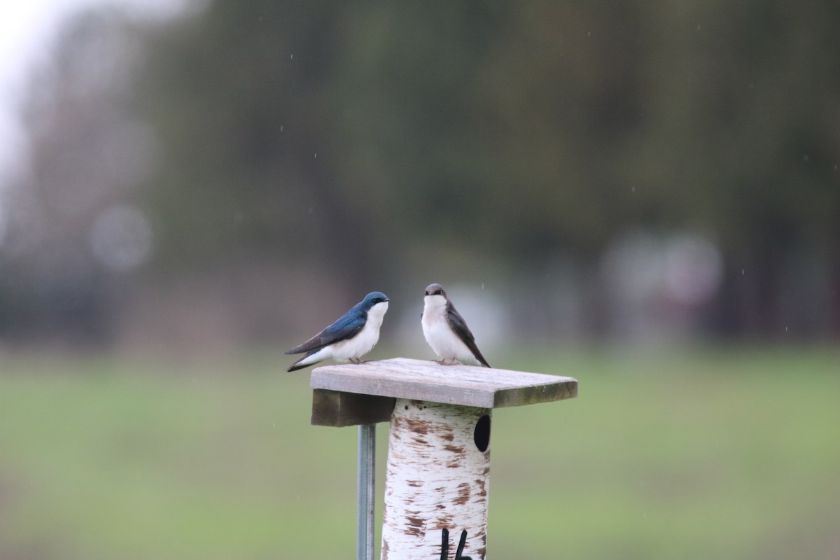 Tree Swallow - ML154149511