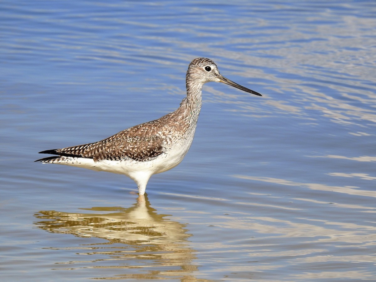 Greater Yellowlegs - ML154149521