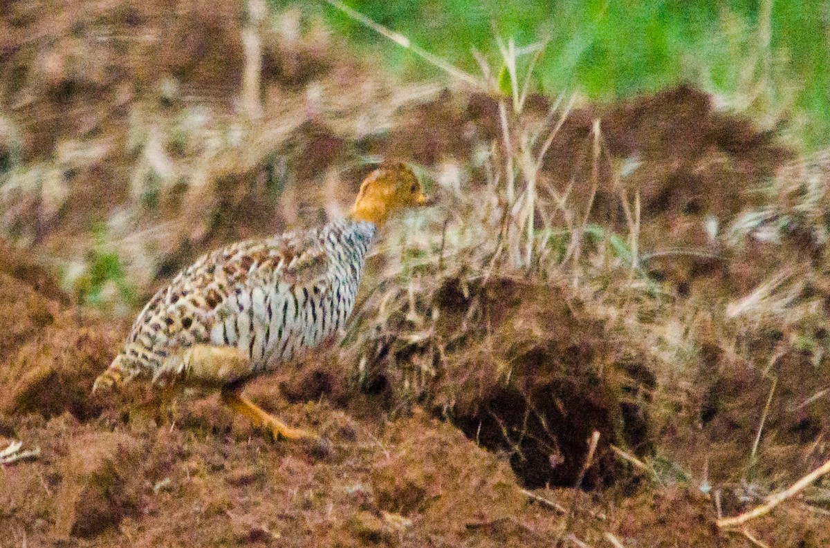 Coqui Francolin - ML154149671