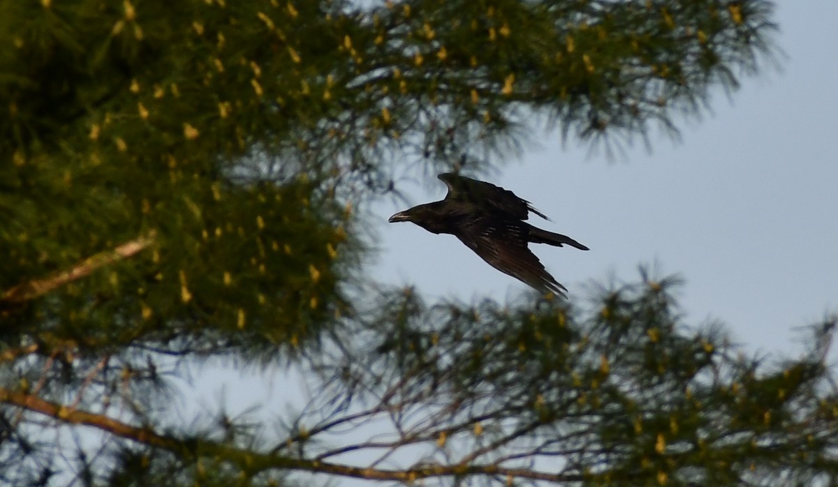 Common Raven - ML154151511