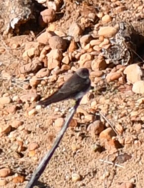 Northern Rough-winged Swallow - ML154152271