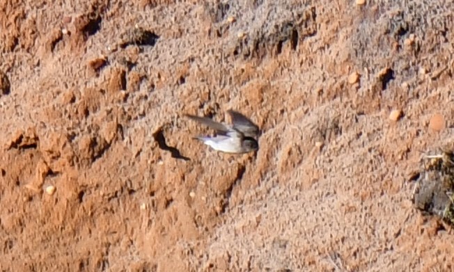 Northern Rough-winged Swallow - ML154152371