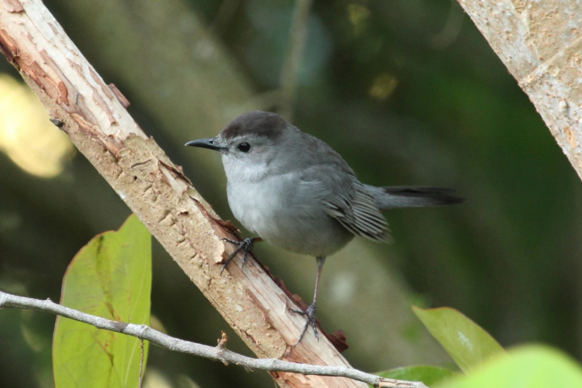 Pájaro Gato Gris - ML154152701