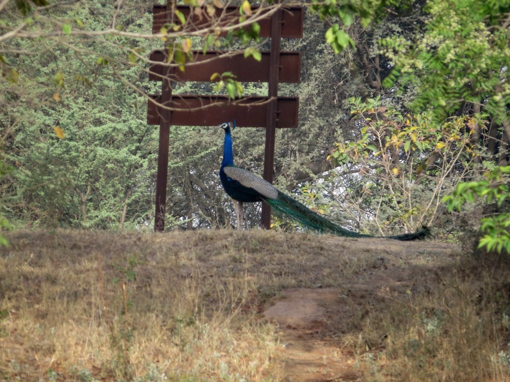 Indian Peafowl - ML154153271