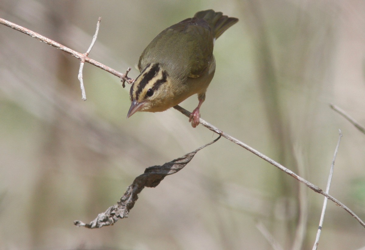 Worm-eating Warbler - ML154154951