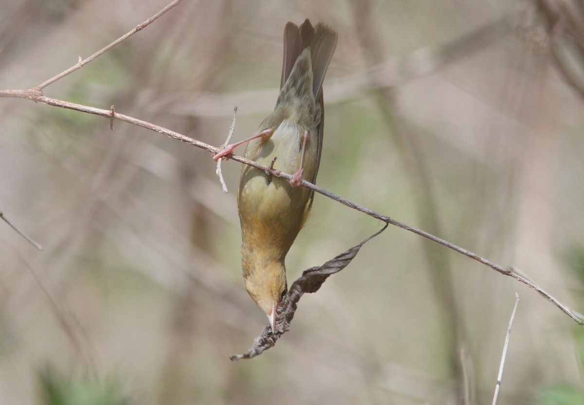 Worm-eating Warbler - ML154154981