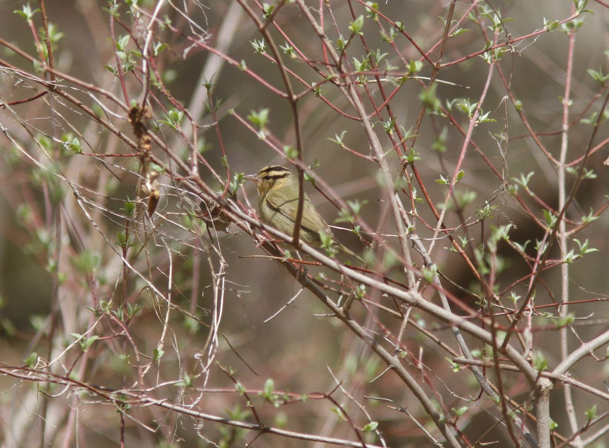 Worm-eating Warbler - ML154155121