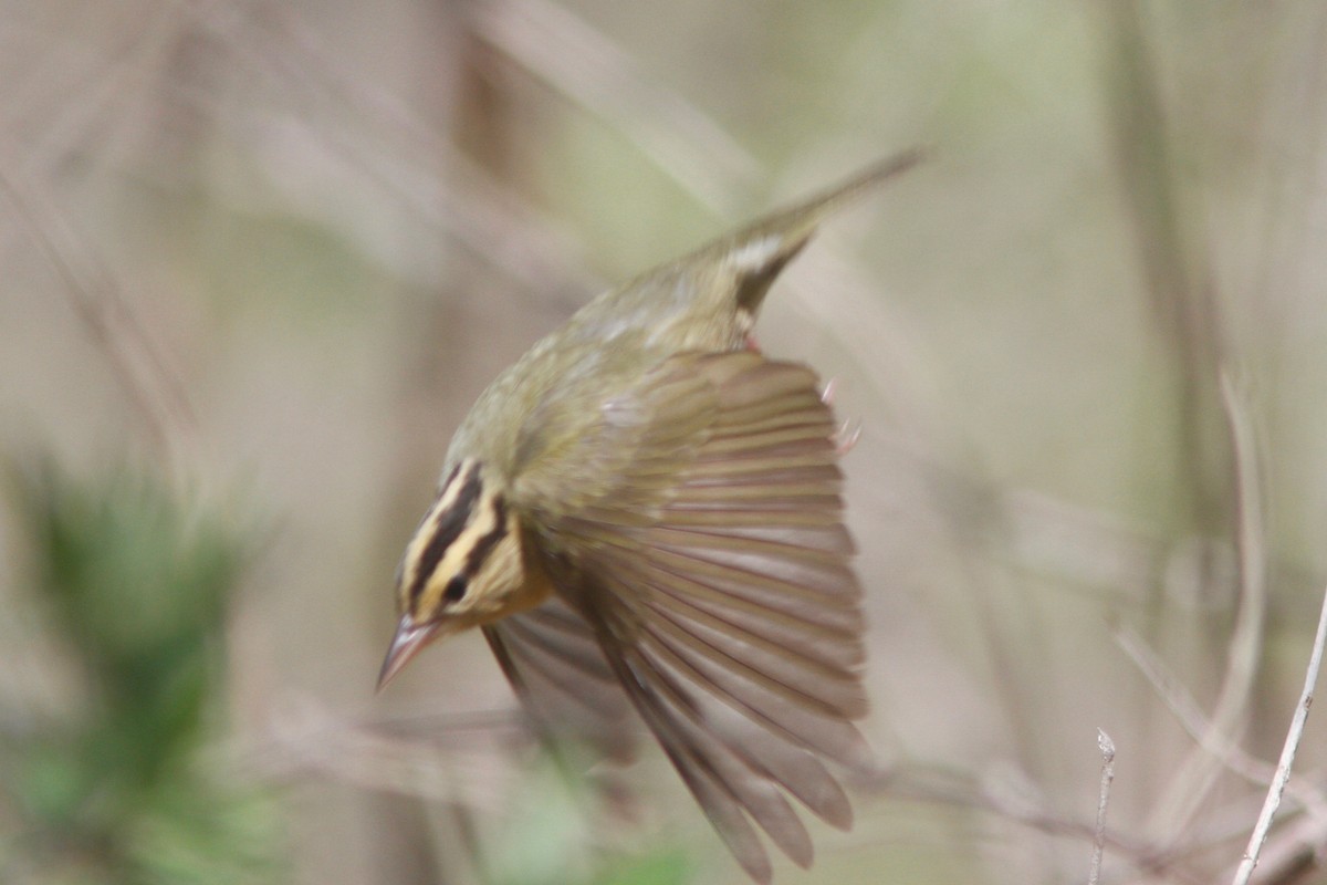 Worm-eating Warbler - ML154155171