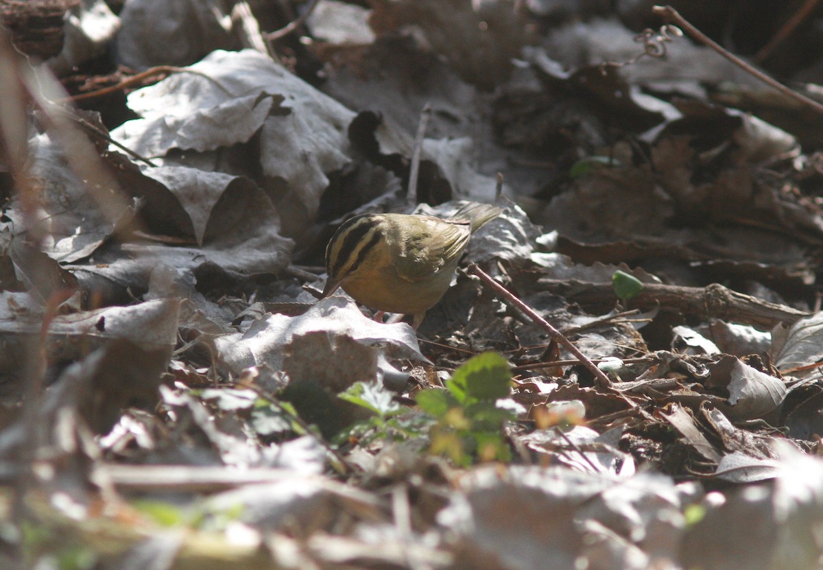 Worm-eating Warbler - ML154155431