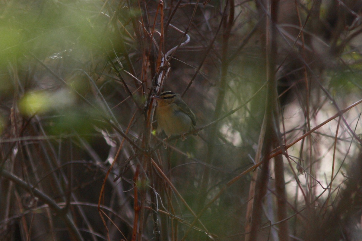 Worm-eating Warbler - ML154155631