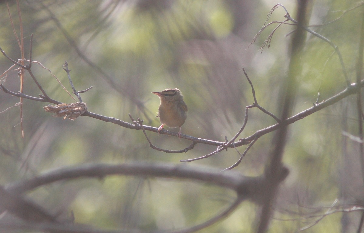 Worm-eating Warbler - ML154155651