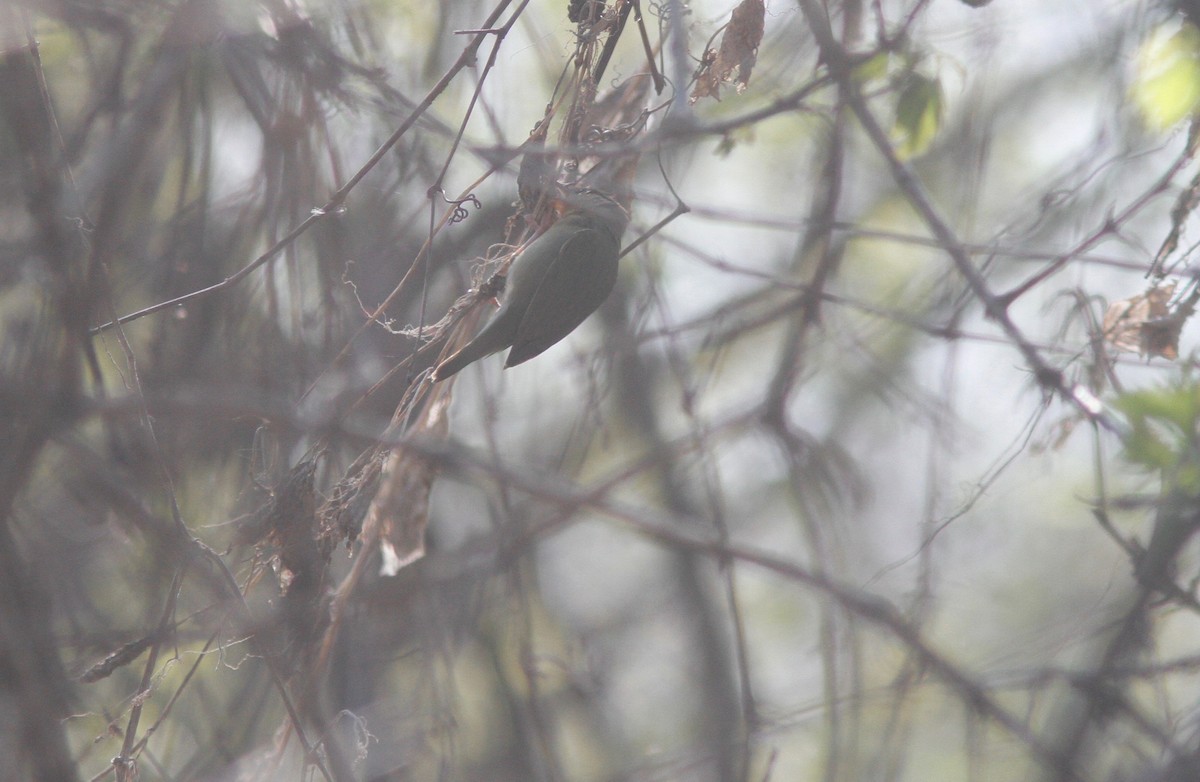 Worm-eating Warbler - ML154156051