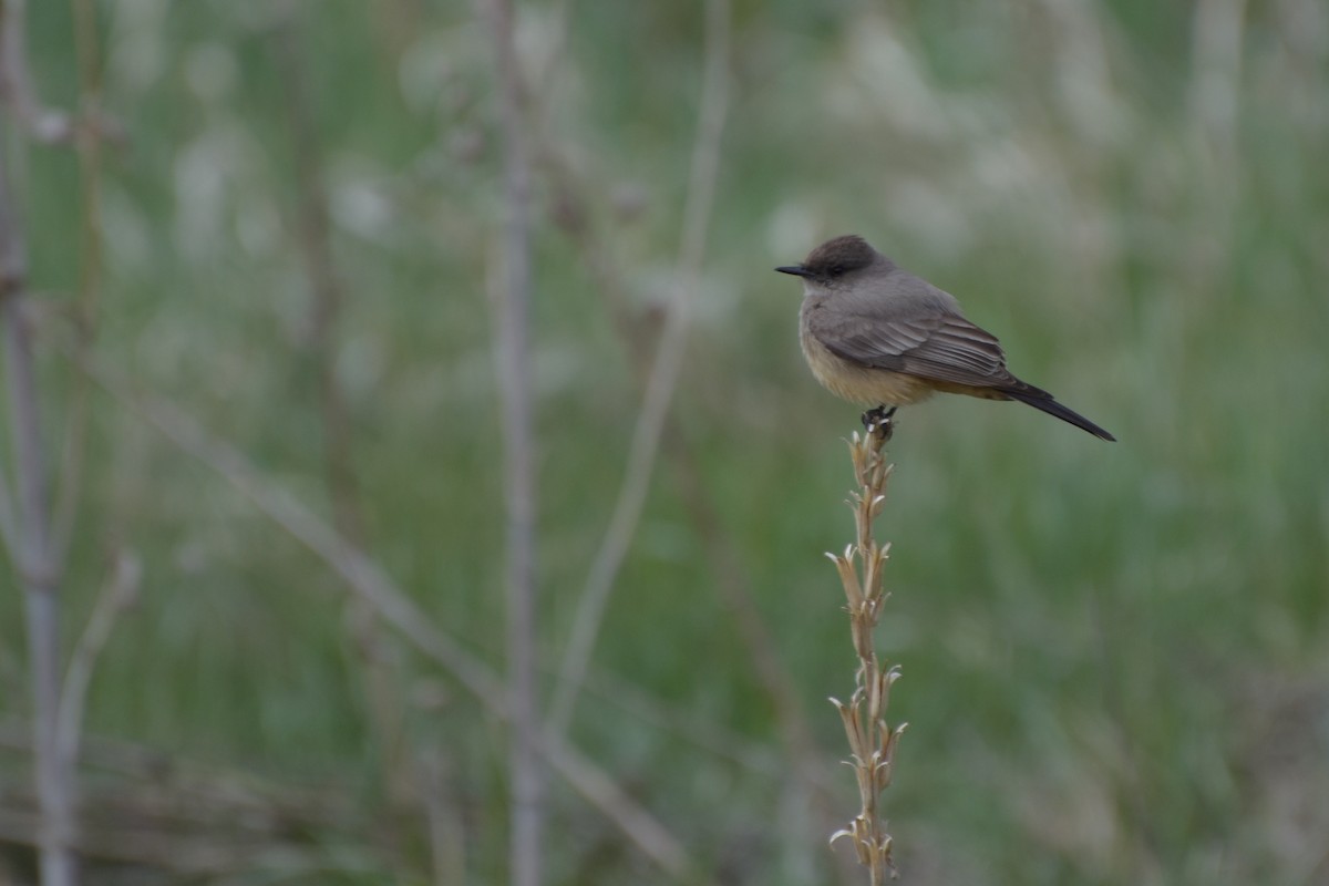 Say's Phoebe - Mark Minner-Lee 🦉