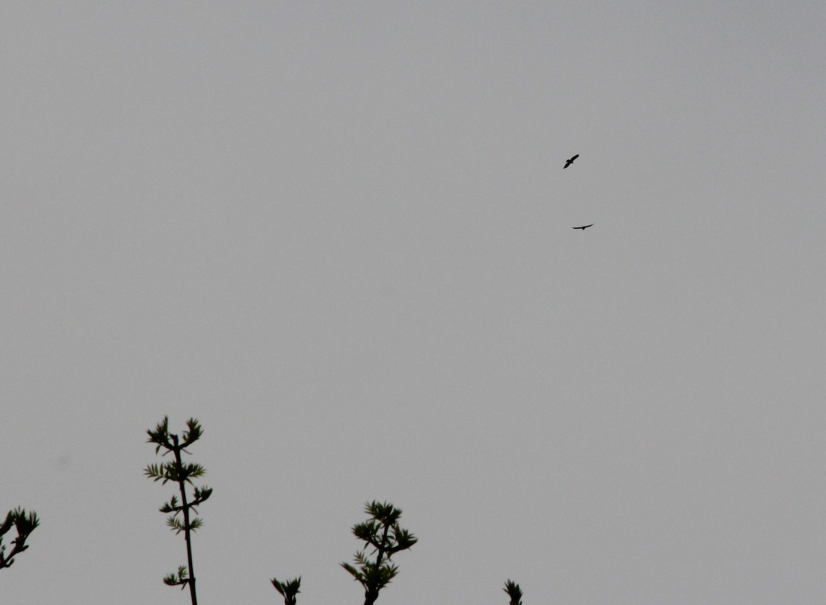 Common Buzzard - ML154156481