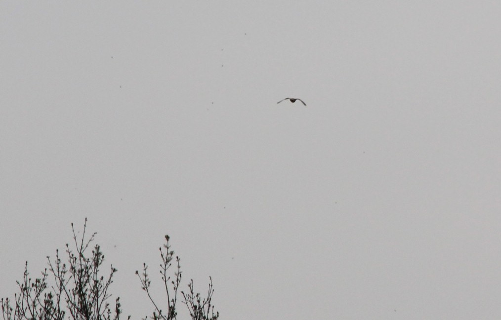 Eurasian Kestrel - John Falcone