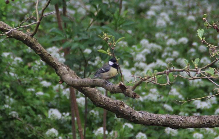 Mésange charbonnière - ML154156921