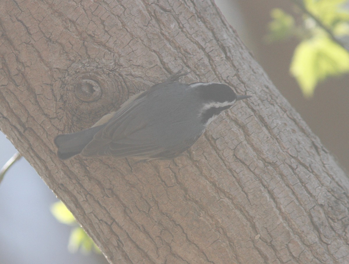 Red-breasted Nuthatch - ML154156951