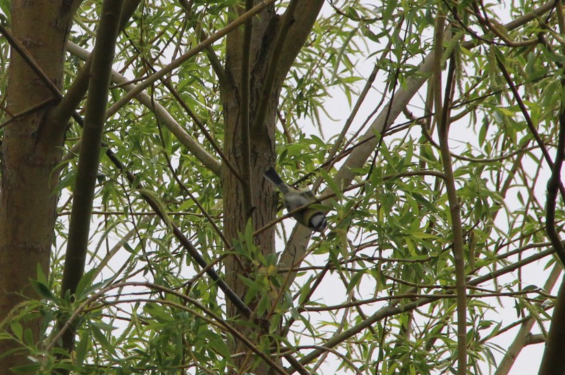 Eurasian Blue Tit - ML154157301