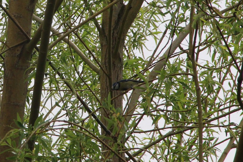 Eurasian Blue Tit - ML154157331