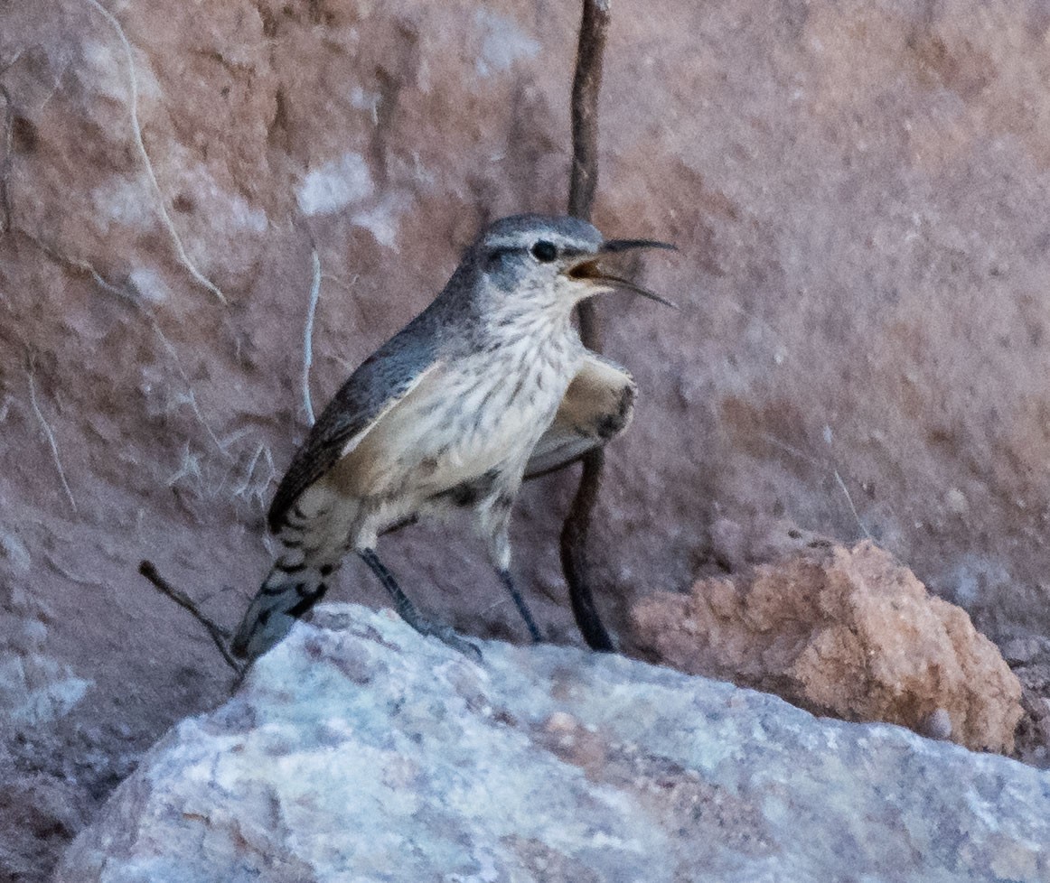 Rock Wren - Mary McSparen