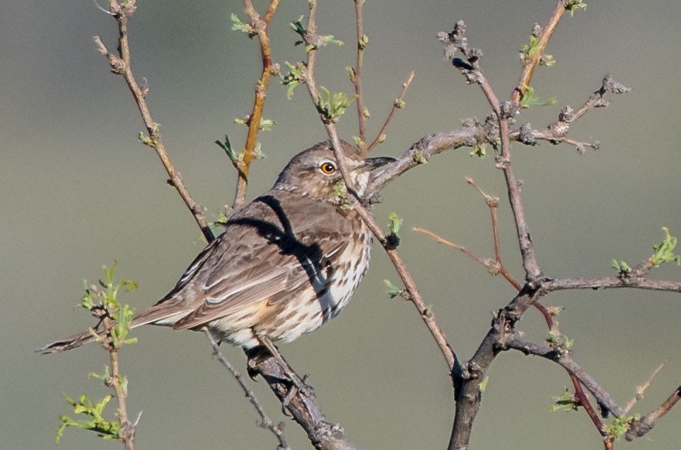 Sage Thrasher - ML154158021