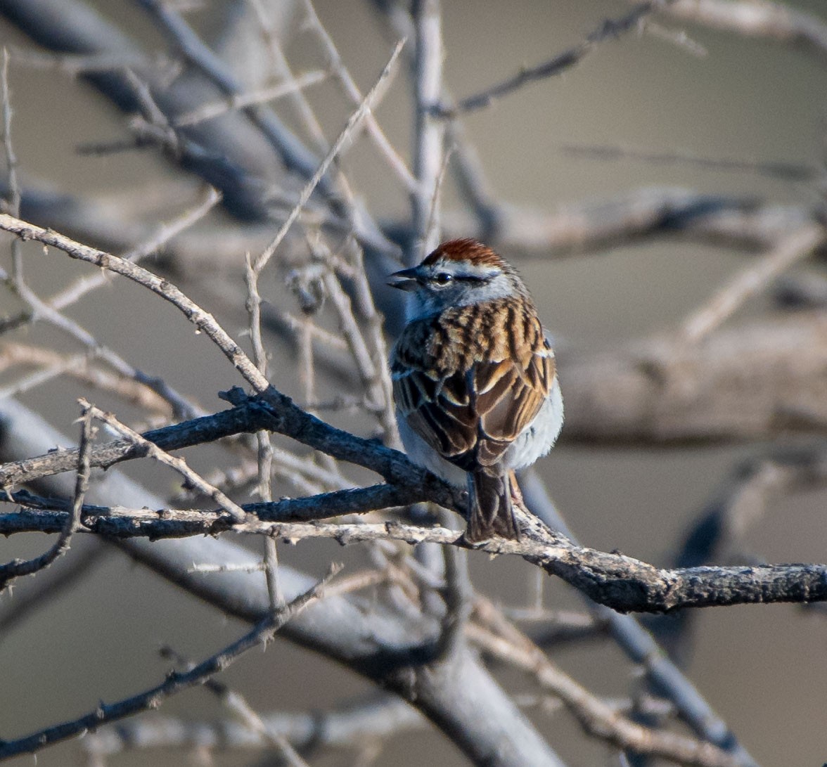 Chipping Sparrow - ML154158141