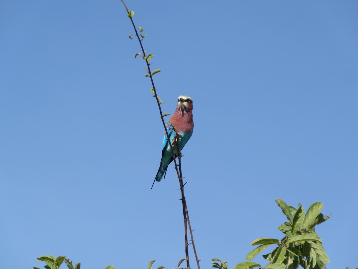 Gabelracke - ML154158261