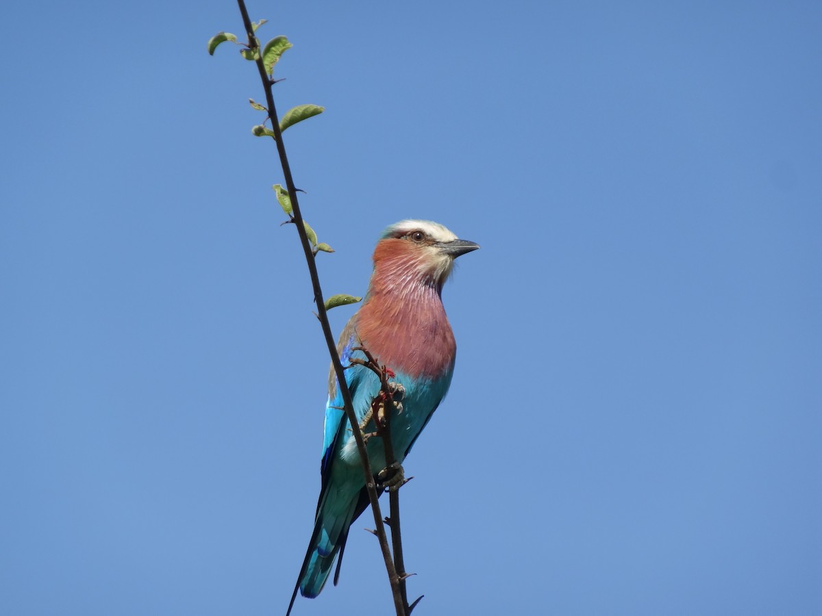 Gabelracke - ML154158271