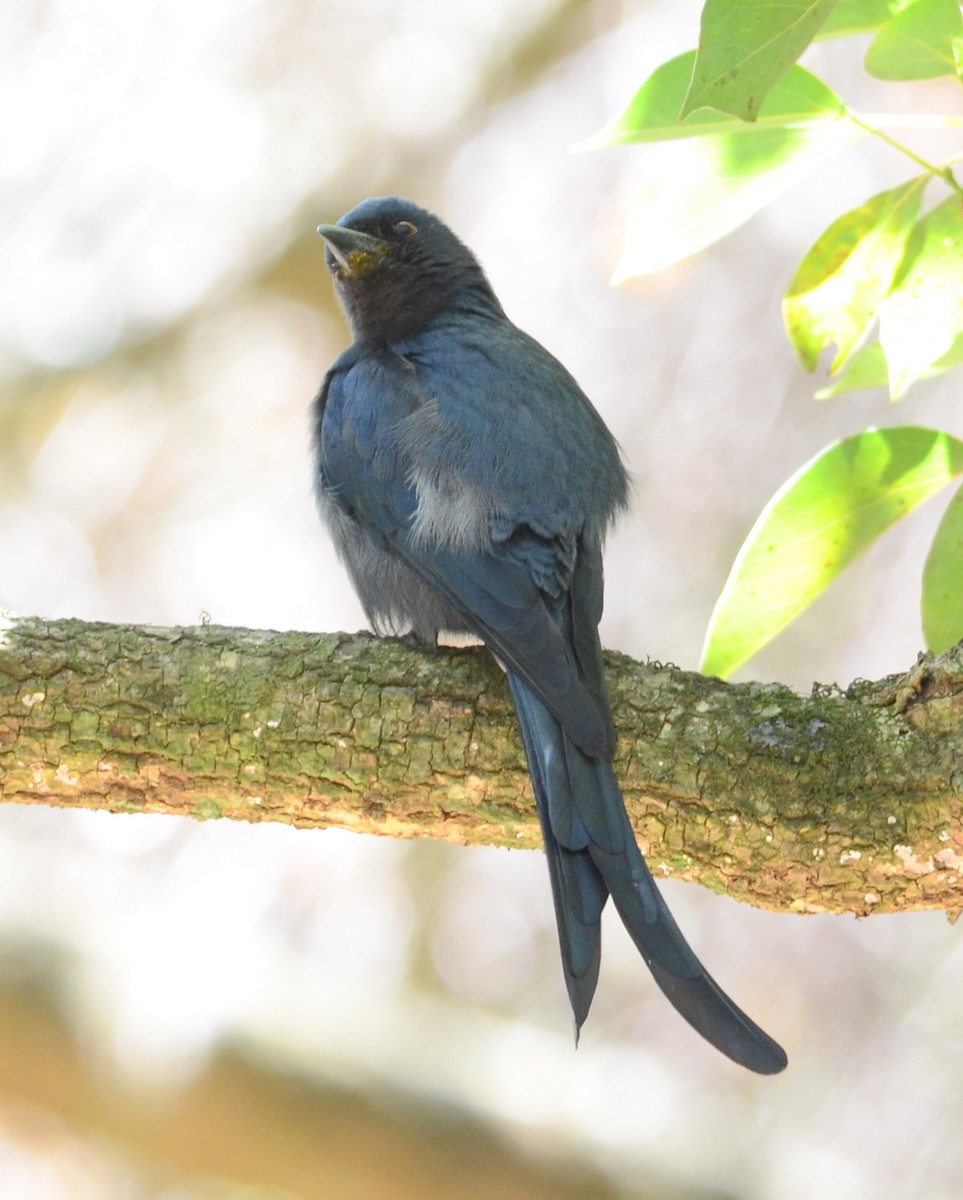 drongo kouřový - ML154158311