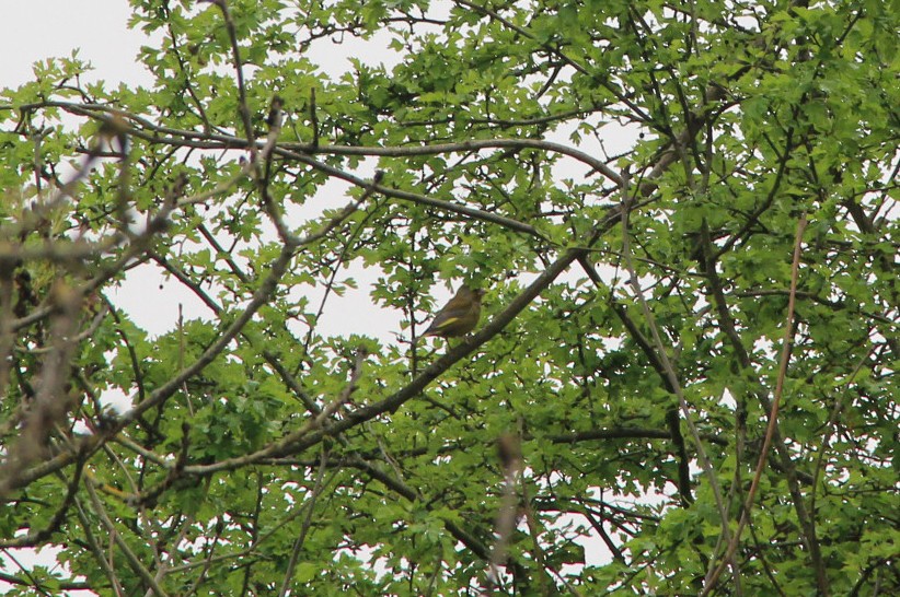 European Greenfinch - ML154158591