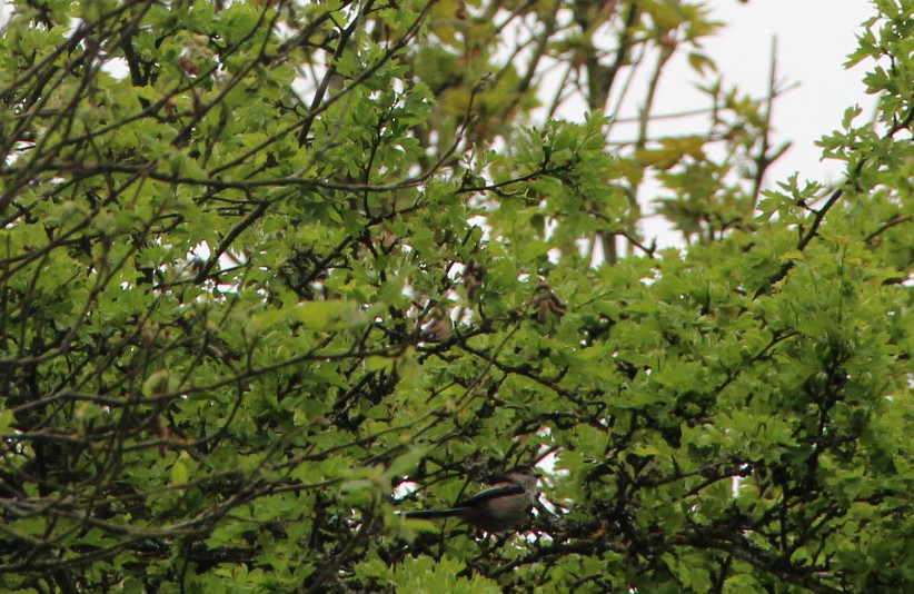 Long-tailed Tit - ML154158861