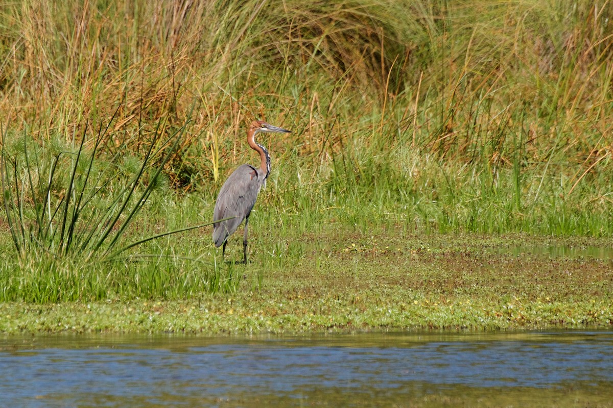 Goliath Heron - ML154159101