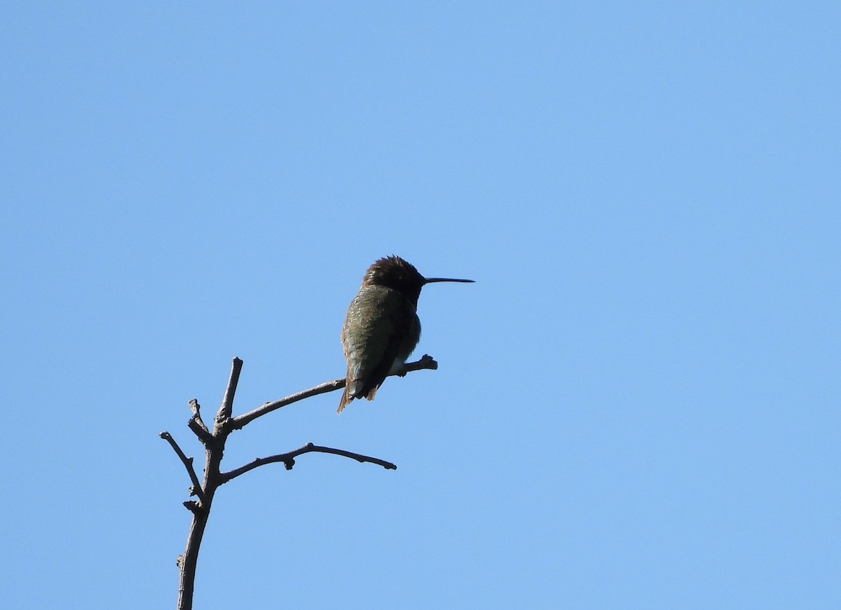 Black-chinned Hummingbird - ML154163711