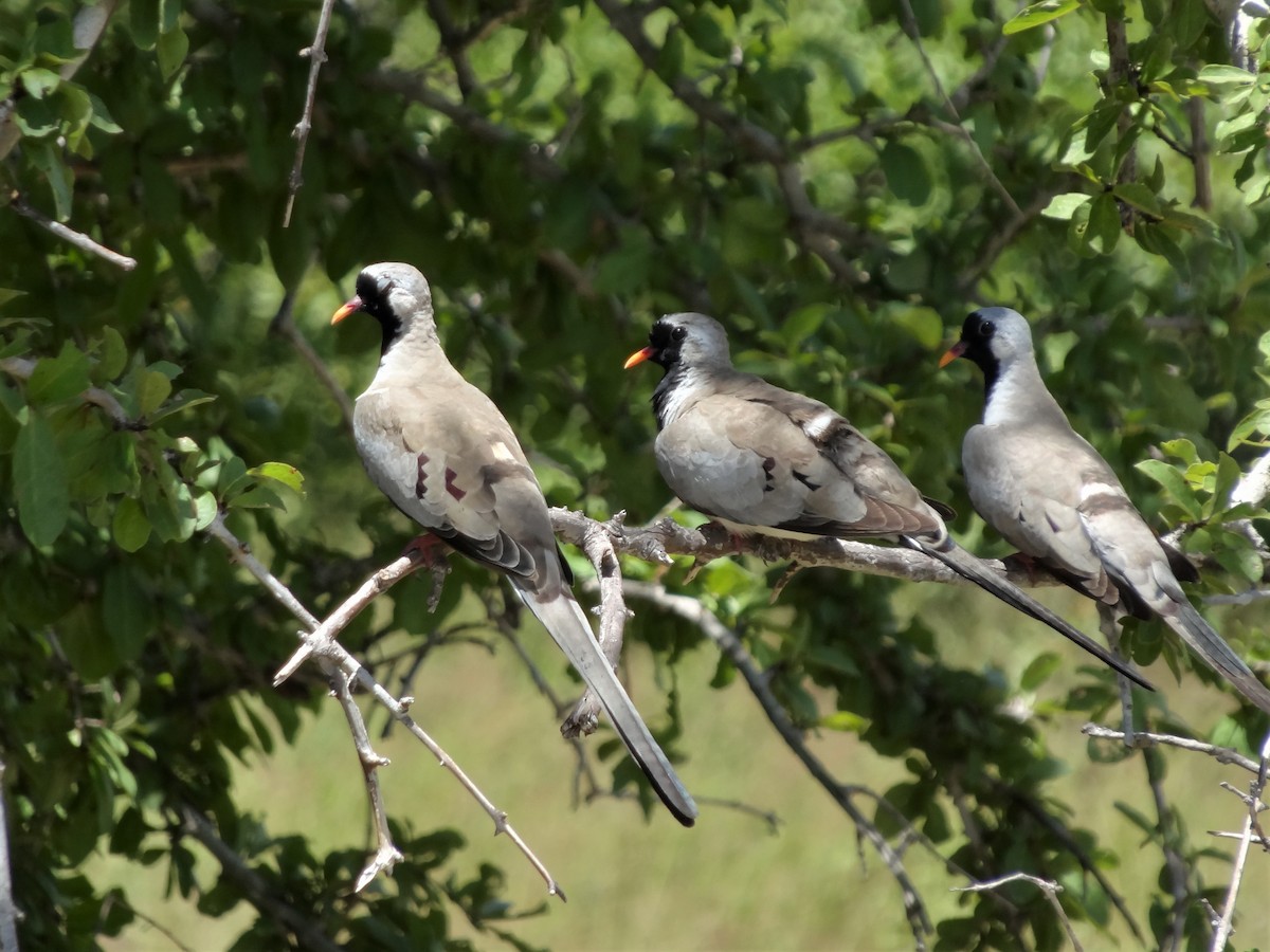 Kaptäubchen - ML154165081