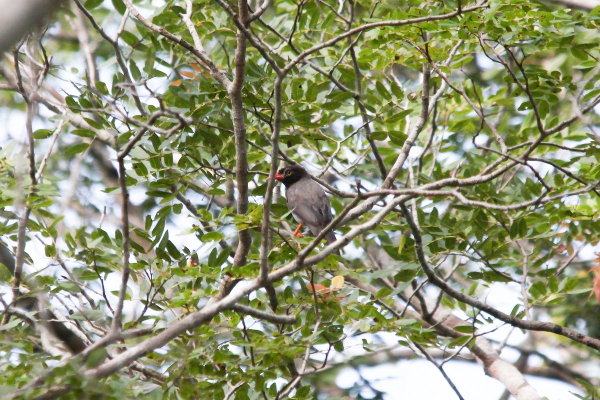 Chestnut-fronted Helmetshrike - ML154166821