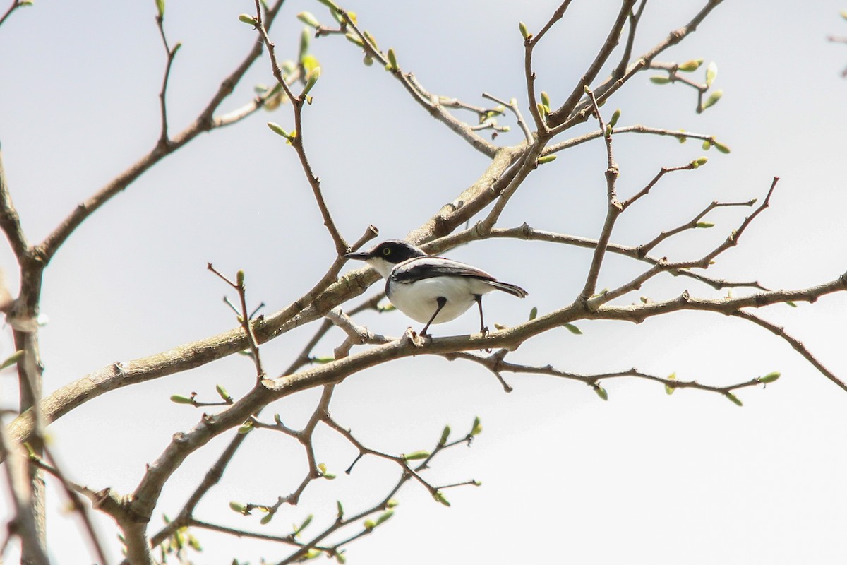 Pale Batis - Peter  Steward