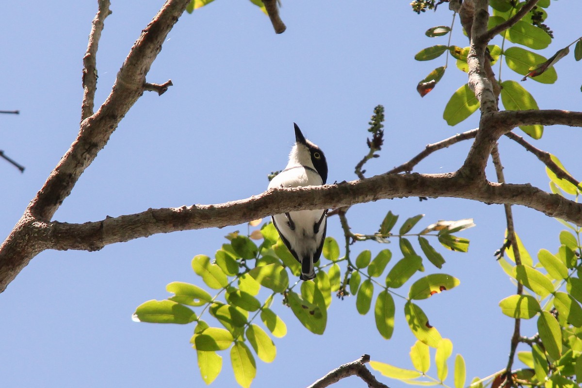 Pale Batis - ML154167091