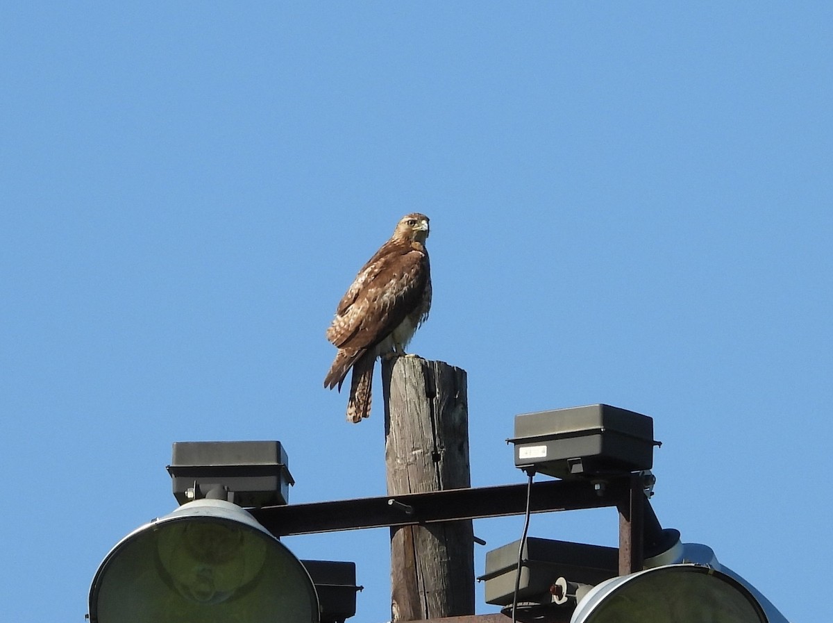 Red-tailed Hawk - ML154167461
