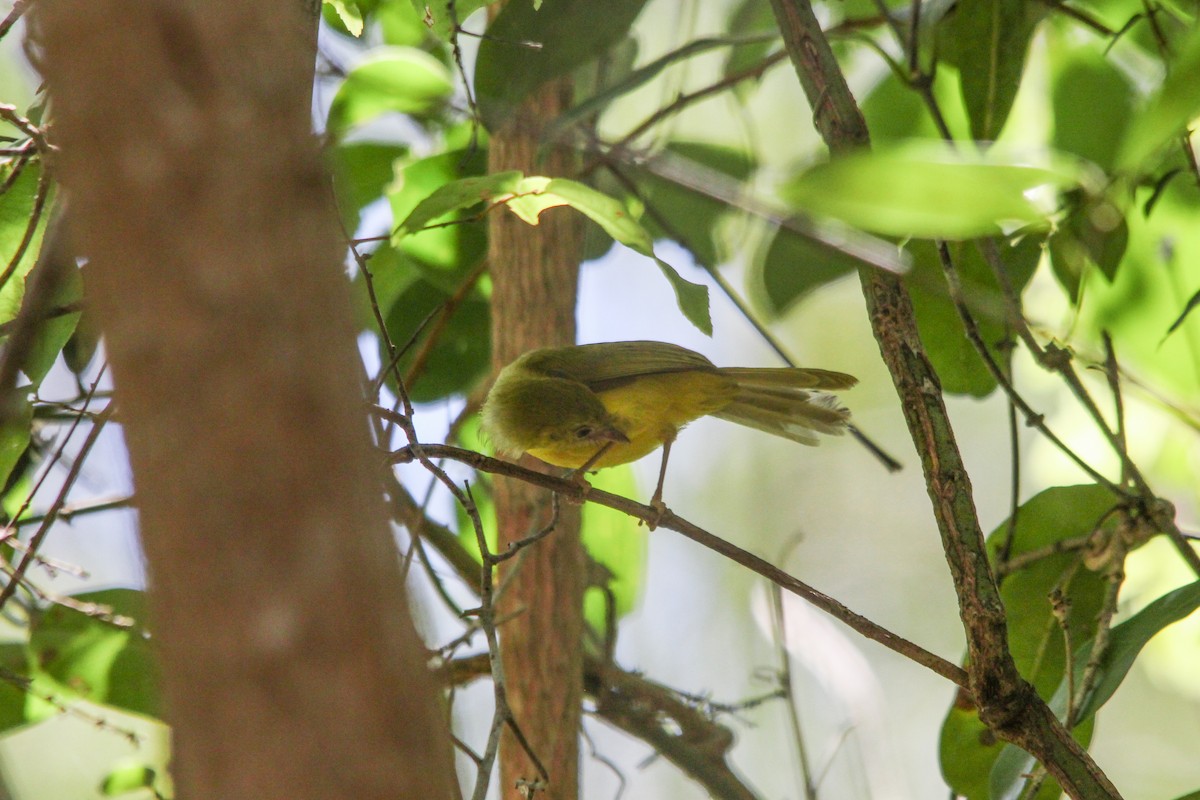 Yellow Flycatcher - Peter  Steward