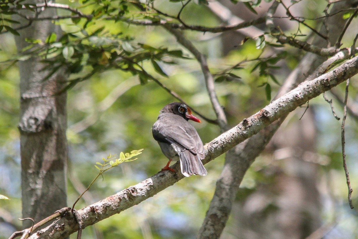 Chestnut-fronted Helmetshrike - Peter  Steward