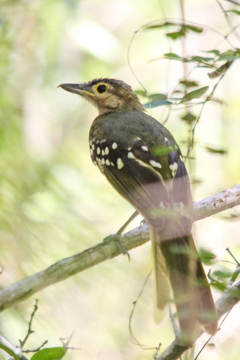 Braunkopf-Tropfenvogel - ML154167951