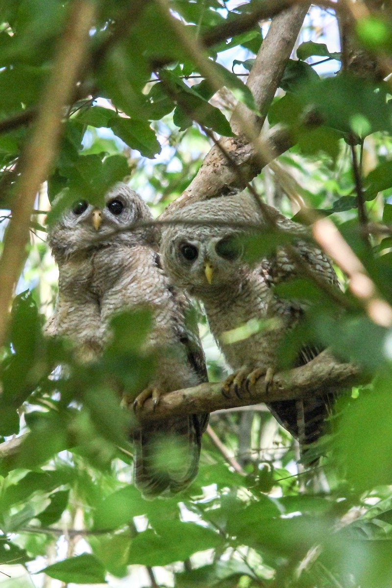 African Wood-Owl - Peter  Steward