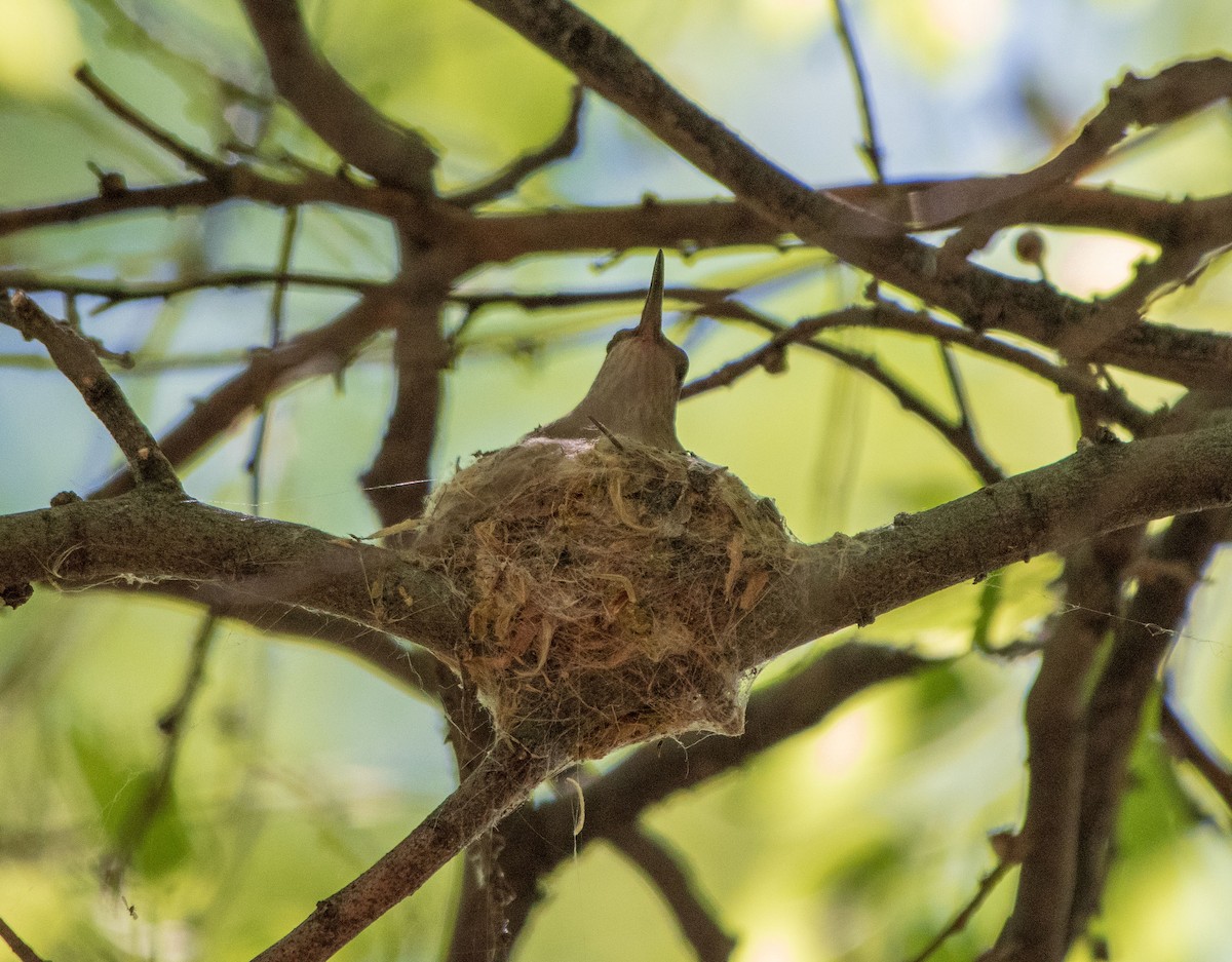 Black-chinned Hummingbird - ML154168631