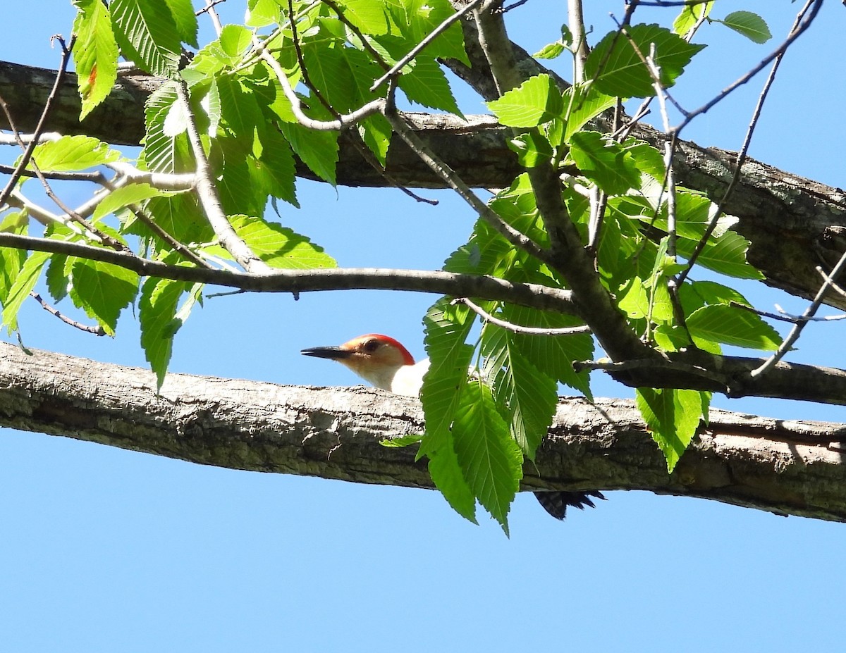 Red-bellied Woodpecker - ML154168681