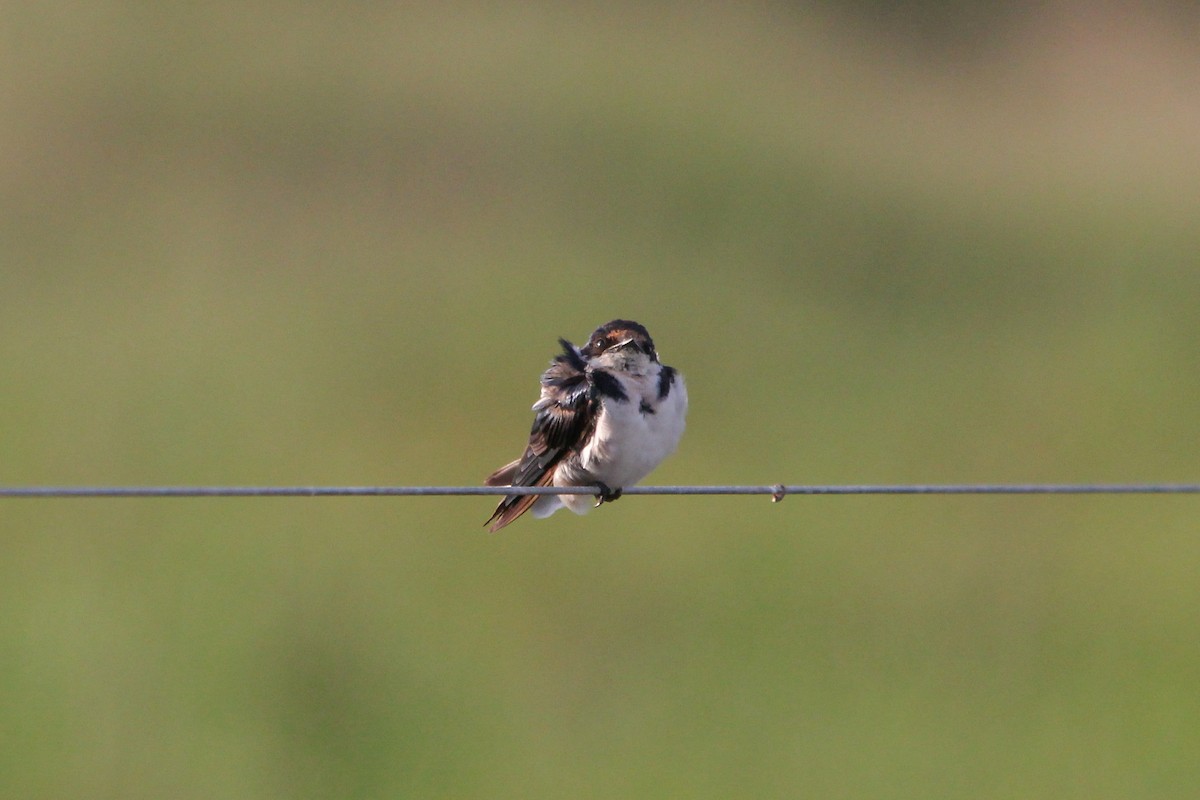 Ethiopian Swallow - ML154168931