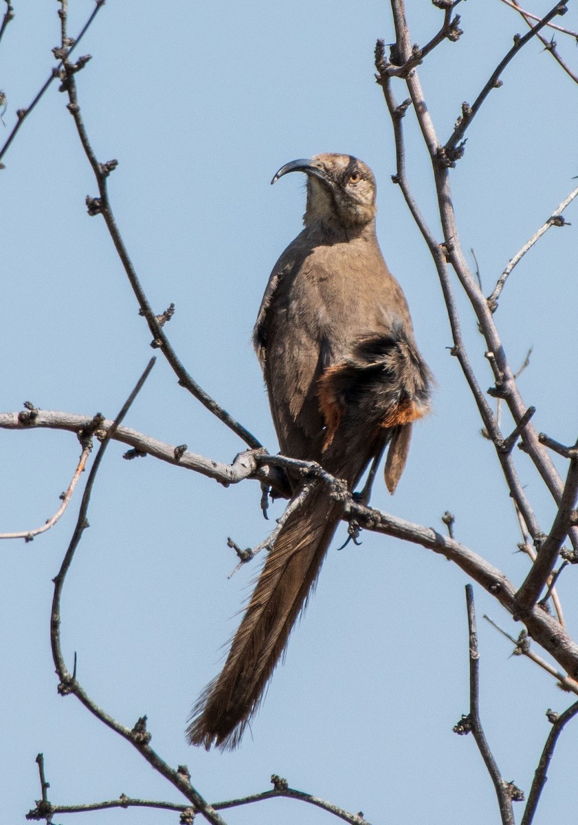 Crissal Thrasher - ML154168991